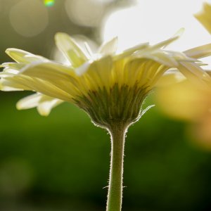 Gerbera...... Sabine Schröder